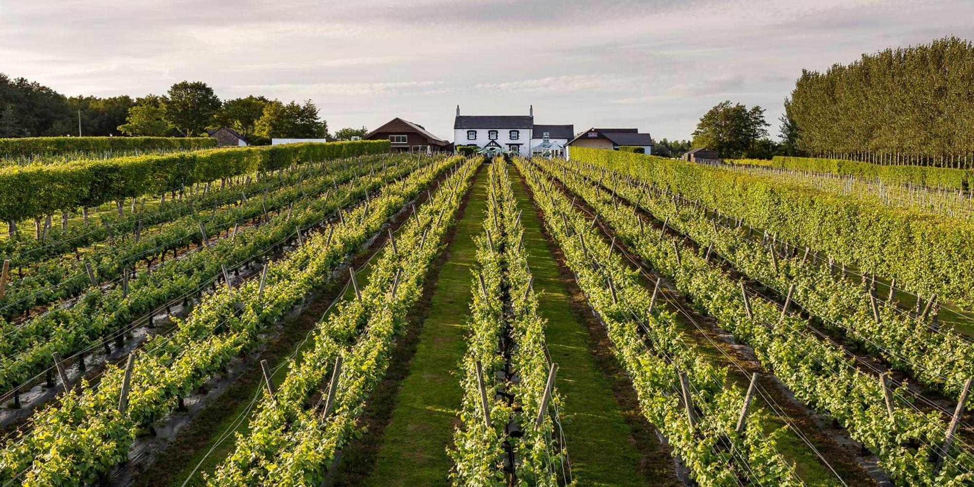 Llanerch Vineyard Hotel ヘンソル エクステリア 写真