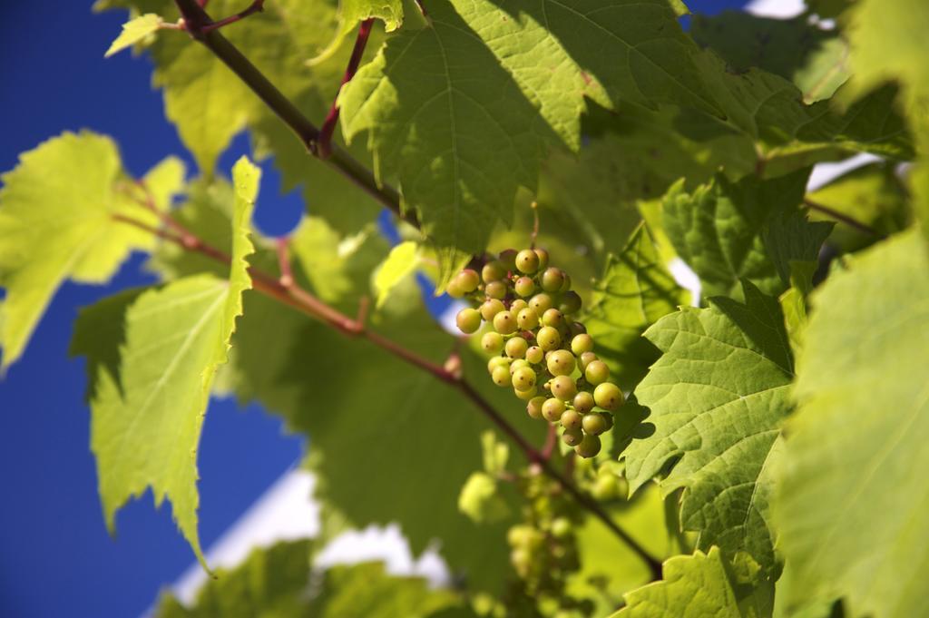 Llanerch Vineyard Hotel ヘンソル エクステリア 写真